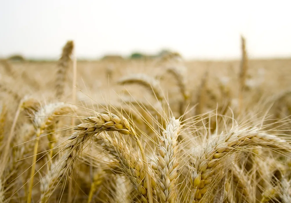 Agricultural consultant walking a farm field