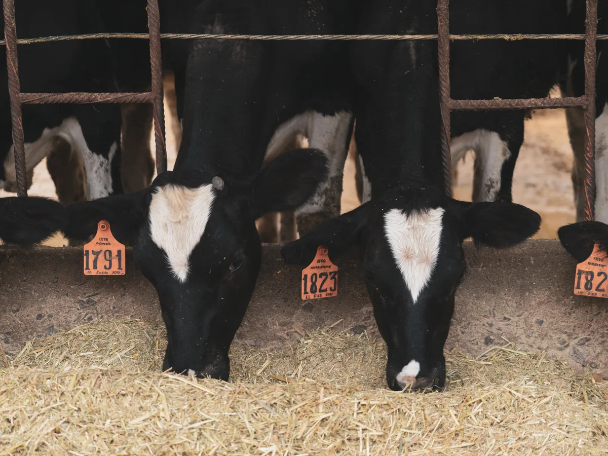 Holstein dairy cattle at a California farm operation